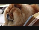 Chow chow personality wikihow
