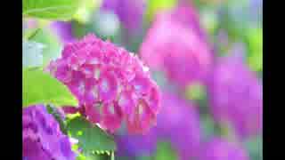 やさしい雨の音《20分》（睡眠用BGM・作業用BGM・ASMR）