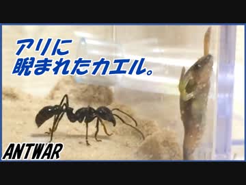人気の パラポネラ 動画 11本 ニコニコ動画
