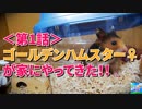 【第1話】ゴールデンハムスター♀が家にやってきた！【砂浴び、エサ、家】