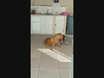 強そうなピットブルvs可愛い小型犬