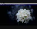 【!初実況プレイ!No.89】死月妖花～四月八日～【!ホラーノベル!】