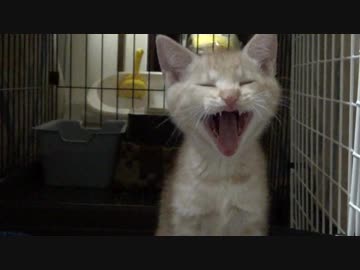 【子猫】新しい家族　香ちゃん（コウ）で～す。よろしく。