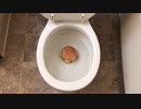 マクドナルドのビッグマックをトイレに流してみた