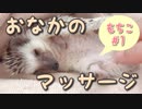 【ハリネズミ】おなかのマッサージ【もちこ#1】