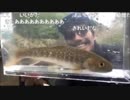 5.31 【魚釣り】岩魚を釣って観察しよう