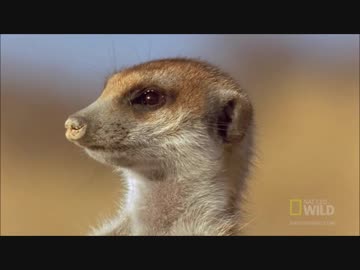 フレンズを動物ドキュメンタリーで紹介するよ Season 3 Part 1