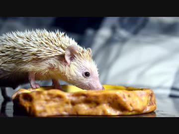 ハリ活.vol 35. ~何食べてるの？~