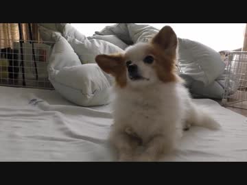 ドライフードを食べていた頃のうちのワンコ（パピヨン,2017年9月撮影,12歳になりたて）