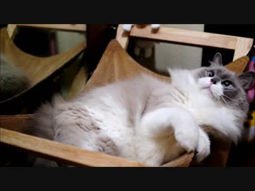 らくしてないのにゃふっきんをきたえているのにゃ