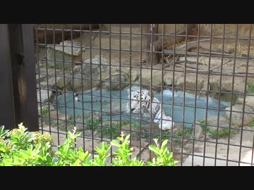 水浴中のホワイティ　2019/05/16