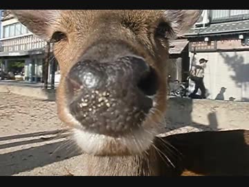 悟りを開いたシカ