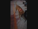 土佐犬がピットに喧嘩を売られた