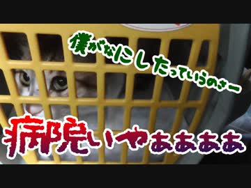 病院いやじゃー！！！泣き叫ぶうちの猫様。