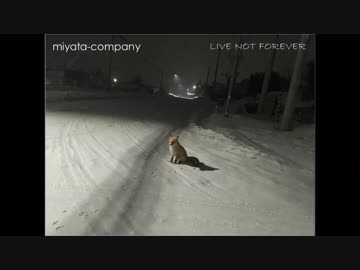 【オリジナル曲】LIVE NOT FOREVER miyata-company