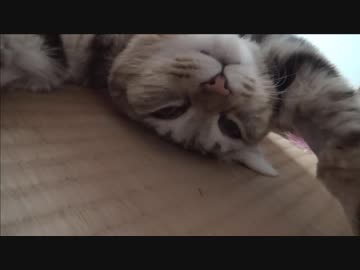 ＃99　だらだらタタルさん