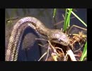 都内で過ごす「ヘビ」in石神井公園