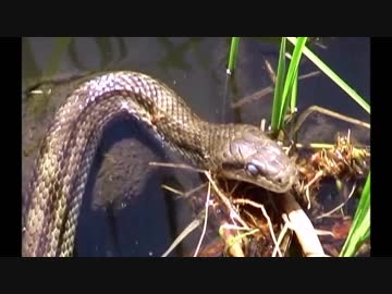 都内で過ごす「ヘビ」in石神井公園