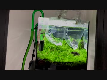 【アクアリウム】熱帯魚２種追加投入！#8