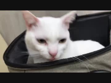 宇宙猫、右側の腎臓に異常が見つかる