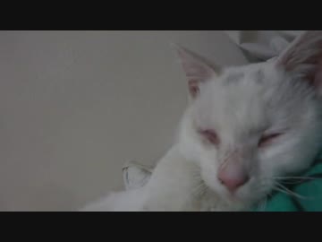 宇宙猫、その出会いの時