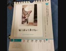 ❶❷❺猫