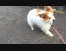 よちよち散歩するワンコ（パピヨン）