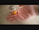ハムスター飼いました。その71～5月だよ!!体重測定だよ!!