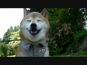 【柴犬ジロー】2019年５月【柴犬ラン】