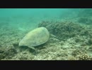 Green Sea Turtle Eating　齋藤允賀