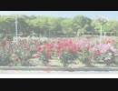 ハルイチ 踊ってみた【ろーる】