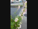 旅先にて・・・