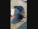 霞ヶ浦でヌシ釣ったった□