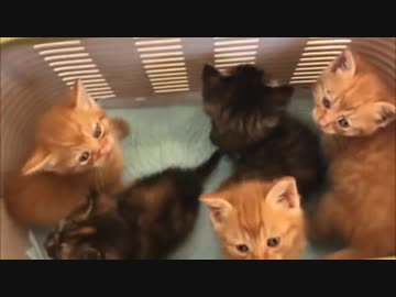 保護子猫5匹のわちゃわちゃ大騒ぎ2分間