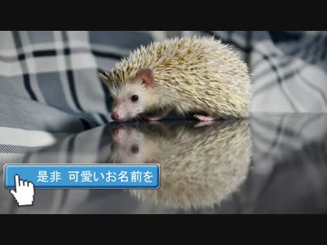 ハリ活.vol 36. ~可愛い名前募集♪~