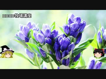 【牧場物語】リアルでもゲームでも牧場part57.5【ゆっくり実況】