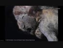 シベリアの永久凍土から絶滅したライオンの赤ちゃん