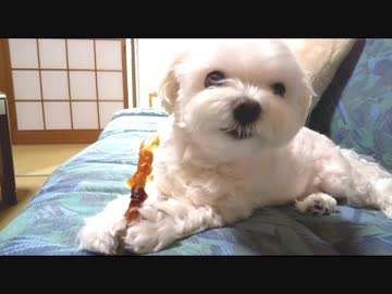 ど根性マルチーズ  ガムうまい 編