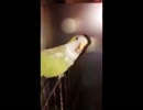 題目　できるインコが居ました