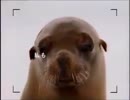 JARO CM 動物カバ編 動物アシカ編(大阪版)30秒版