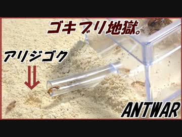 アリジゴクは大量のゴキブリにとっても“地獄”だった。