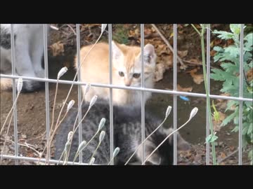 朝っぱらから母猫が子猫をうじゃうじゃ連れてきた