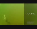 スズガモの捕食シーン