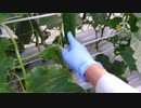 きゅうり栽培実況vol.87   H31春-12  一番うえの葉っぱ問題をちょっと考える。