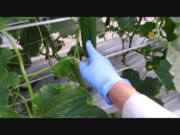 きゅうり栽培実況vol.87   H31春-12  一番うえの葉っぱ問題をちょっと考える。