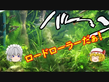 【アクアリウム】追加植栽とコケ退治　/幻想水景記.09