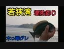 #9 【京都の海釣り】4月の堤防でのんびりウキ釣り！木っ端グレと遊びます【日本海若狭湾の堤防フカセ】