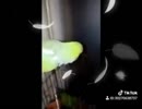 題目できるインコがTikTokにハマっているようです