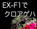 EX-F1 クロアゲハ