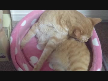 拾いねこ＠生後2526/2493日目　大変お待たせしました＞＜